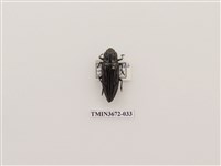 藏品(吉丁蟲)的圖片